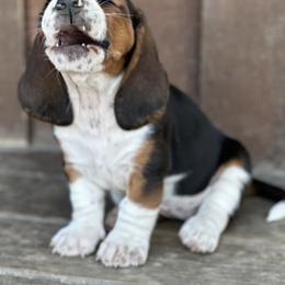 Basset Hound Puppies from Hill Top Basset Hounds & Great Pyrenees