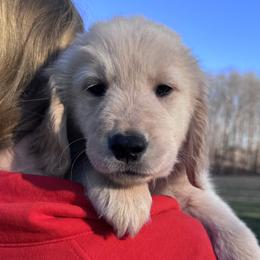 Orange Boy - Golden male Golden Retriever puppy in Silver Lake, Indiana from Seven Hills Goldens