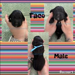 Taco - Tri-color male Bernedoodle puppy in Godwin, North Carolina from Farm Sweet Farm Doodles