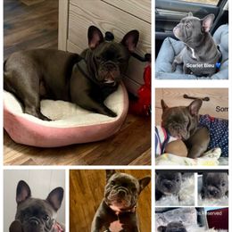 French Bulldog Puppies from Stonecreek Bulldogs