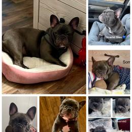 French Bulldog Puppies from Stonecreek Bulldogs