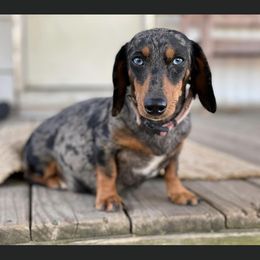 Monroe - Dachshund