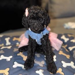 VICTORIA SECRET PINK GIRL - Black female Poodle puppy in Porter, Texas from KD's Luxury Nursery