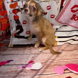 8837 chocolate sable - Chocolate sabled fawn female Chihuahua puppy in Palmyra, Indiana from Country Star Chihuahuas