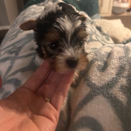 Scooby - Parti male Yorkshire Terrier puppy in Hot Springs, Arkansas from Weslynn Kennels