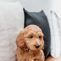 Goldendoodle Puppies from Deer Valley Doodles