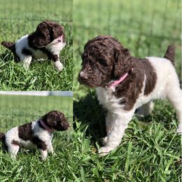 Poodle Puppies from The Parti Collection
