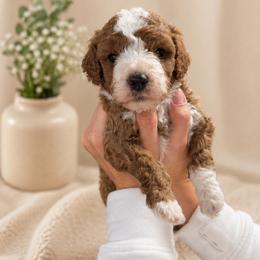 Boy 1 - Red  male Goldendoodle puppy in Sacramento, Utah from Little legacy doodles