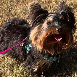 Sahara - Yorkshire Terrier