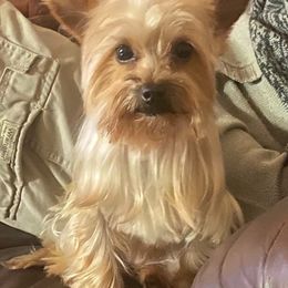 French Bulldogs and Yorkshire Terriers from M&M Yorkshire Terriers