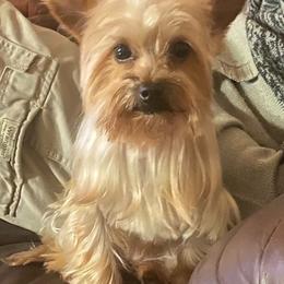 French Bulldogs and Yorkshire Terriers from M&M Yorkshire Terriers