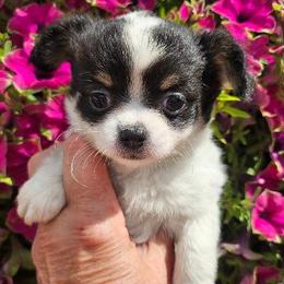 AKC Blair In Maine 3800.00 - Black and white female Chihuahua puppy in Newport, Maine from Pinewood Acres Chihuahuas