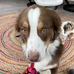 Marley - Miniature American Shepherd