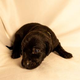 Green Collar - Black male Labrador Retriever puppy in Lebanon, Oregon from Table Rock Retrievers