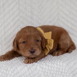 French Fry - Caramel red male Australian Labradoodle puppy in Belding, Michigan from Rutu Australian Labradoodles