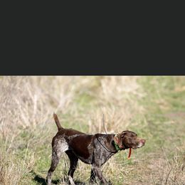 Gunner - German Shorthaired Pointer