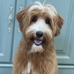 Mischa - Australian Labradoodle
