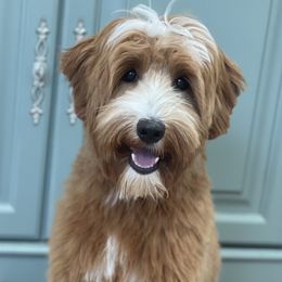 Mischa - Australian Labradoodle