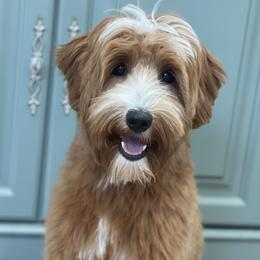 Mischa - Australian Labradoodle