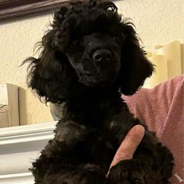 Dean - Sable male Poodle puppy in Bedford, Texas from S.H.A.R.P.’s Toy Poodles