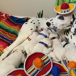 Dalmatians from Happy Trails' Dalmatians