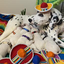 Dalmatians from Happy Trails' Dalmatians