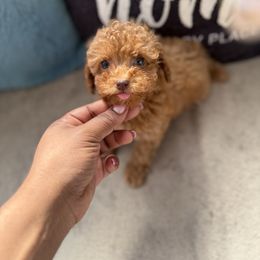 Lyric - Red  female Poodle puppy in Kissimmee, Florida from Unique Poodles