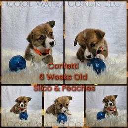 Confetti - Red female Pembroke Welsh Corgi puppy in Kiowa, Colorado from Cool Water Corgis LLC