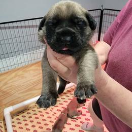 Stevie Nicks (orange) - Fawn female Mastiff puppy in Conroe, Texas from Southern Star English Mastiffs