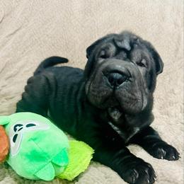 Sam - Black sable male Chinese Shar-Pei puppy in China, Michigan from Blackwitch Farms
