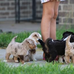 Australian Shepherd, Miniature American Shepherd, Miniature Australian Shepherd, and Toy Australian Shepherd Puppies from Painted Blue Aussies