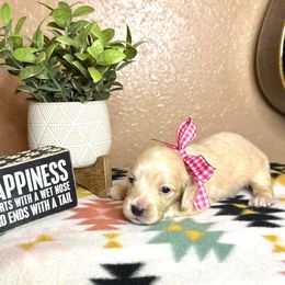 Pink collar (EE Cream) blue based - Cream female Dachshund puppy in Winter Haven, Florida from Davidson's Dachshunds