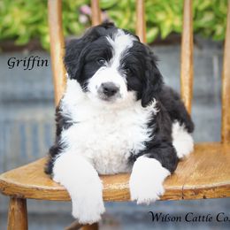 Aussiedoodle Puppies from Wilson Cattle Co.