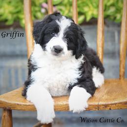 Aussiedoodle Puppies from Wilson Cattle Co.