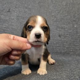 Bella - Black tan and white female Beagle puppy in Greenwood, Missouri from Nukee Beagles and Corgis