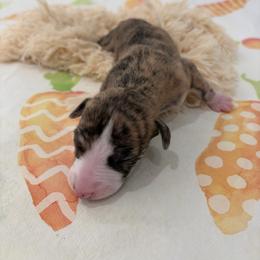 Nova - Fawn brindle female Whippet puppy in Fort Myers, Florida from Rainbow Whippets