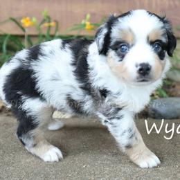 Wyatt - Blue merle male Miniature American Shepherd puppy in Godley, Texas from Flying H Toy and Mini Aussies