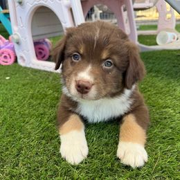 Lime boy - Red tri-color male Australian Shepherd puppy in Buckeye, Arizona from Wranglin Farms
