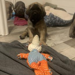 Cockapoo and Mastiff Puppies from SMC Mastiffs / Muddy Boots Doodles