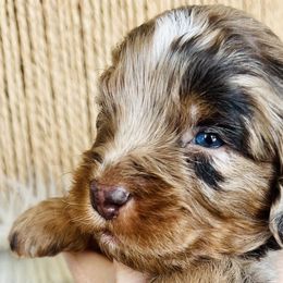 Bernedoodles, Cavapoos, and Goldendoodles from Padgetts Hill Puppies