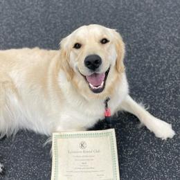 Sky - Golden Retriever