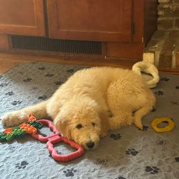 Cora's little girl purple - Apricot female Goldendoodle puppy in Hardeeville, South Carolina from Pups of the Lowcountry