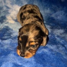 Lainey - Dapple female Dachshund puppy in Goldthwaite, Texas from Mini Mama Dachshunds
