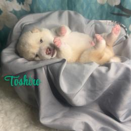 Toshiro - Cream male Shiba Inu puppy in Inverness, Florida from Shore Thing Shiba’s
