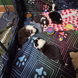 Cardigan Welsh Corgi and Mudi Puppies from Kahukura Cardigans