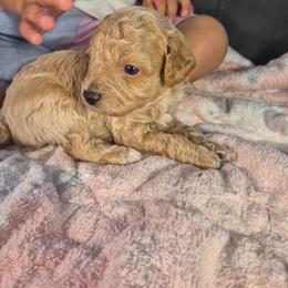 Rumi - Apricot female Poodle puppy in Corona, California from Poodle house CA