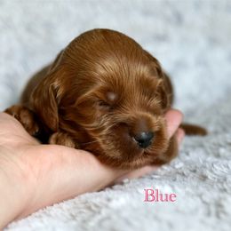 Blue - Red male Australian Labradoodle puppy in Manchaca, Texas from Heartrock Labradoodles