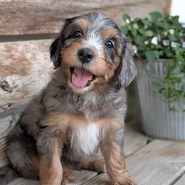 Lemon meringue (yellow boy) - Blue merle male Bernedoodle puppy in Indianola, Utah from Little Bear Bernedoodles