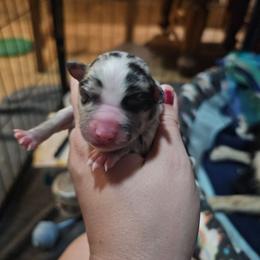 Girl 2 - Blue merle female Miniature American Shepherd puppy in New Providence, Pennsylvania from Tons of Kisses