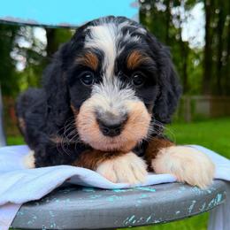 Louis - Tri-color male Bernedoodle puppy in Sherman, Illinois from Shirl Doodle Life